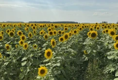 Päevalilled toovad Minnesota farmi mulla tervist ja uusi turge